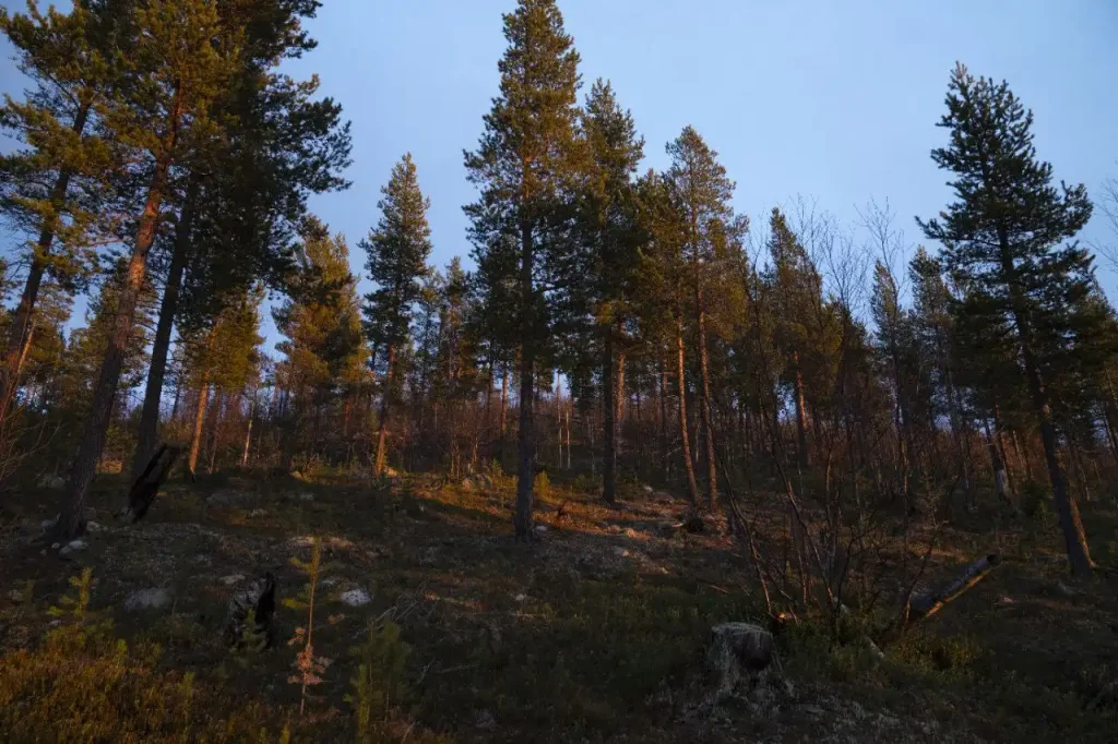 Хвойный лес на Кольском полуострове, освещённый тёплыми лучами заходящего солнца