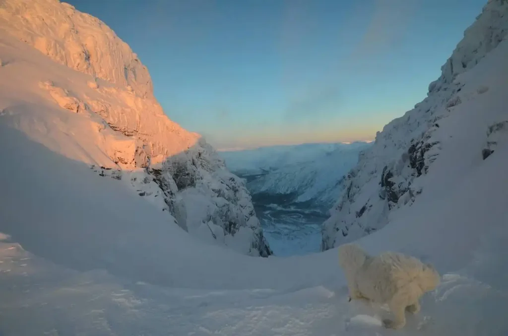 Зимний пейзаж Кольского полуострова: заснеженные горы и собака на фоне белоснежного ландшафта