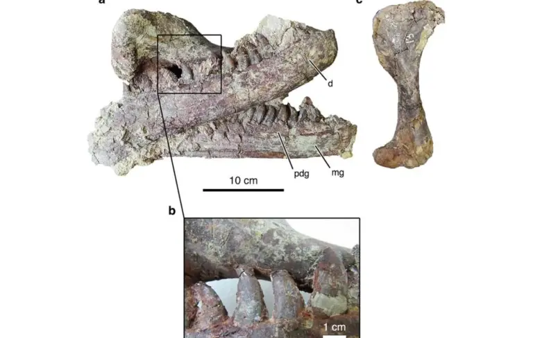 Аргентинский мегараптор Хоакинраптор Казали — новый вид хищного динозавра из Патагонии, главного хищника эпохи позднего мела.
