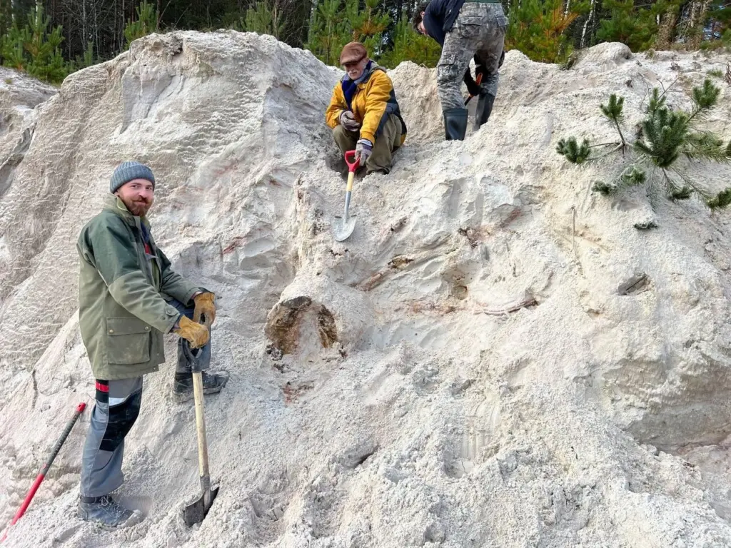 Древнейший пень 385 миллионов лет Ленинградская область, девонский период, палеонтология окаменелость дерева