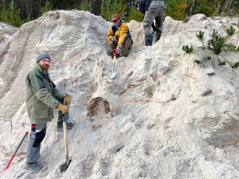 Древнейший пень 385 миллионов лет Ленинградская область, девонский период, палеонтология окаменелость дерева